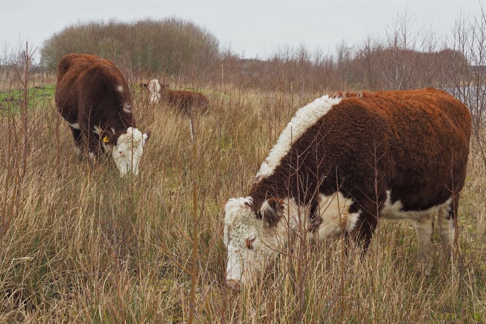hereford koeien