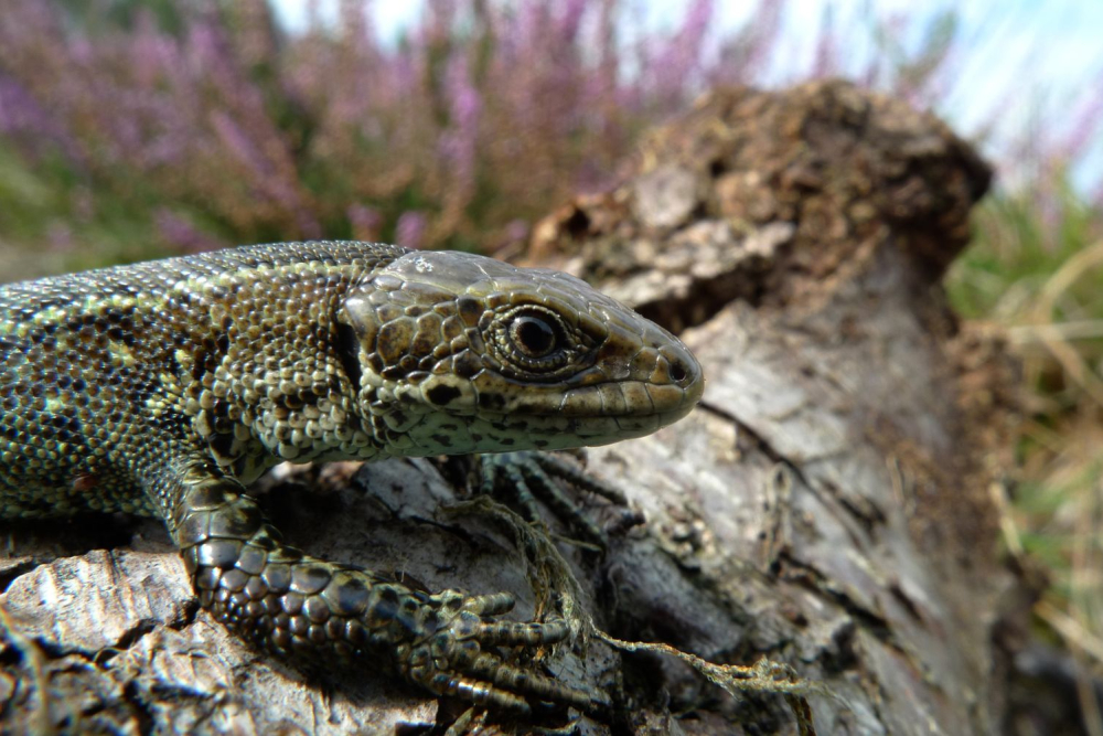 Levendbarende hagedis op de heide 