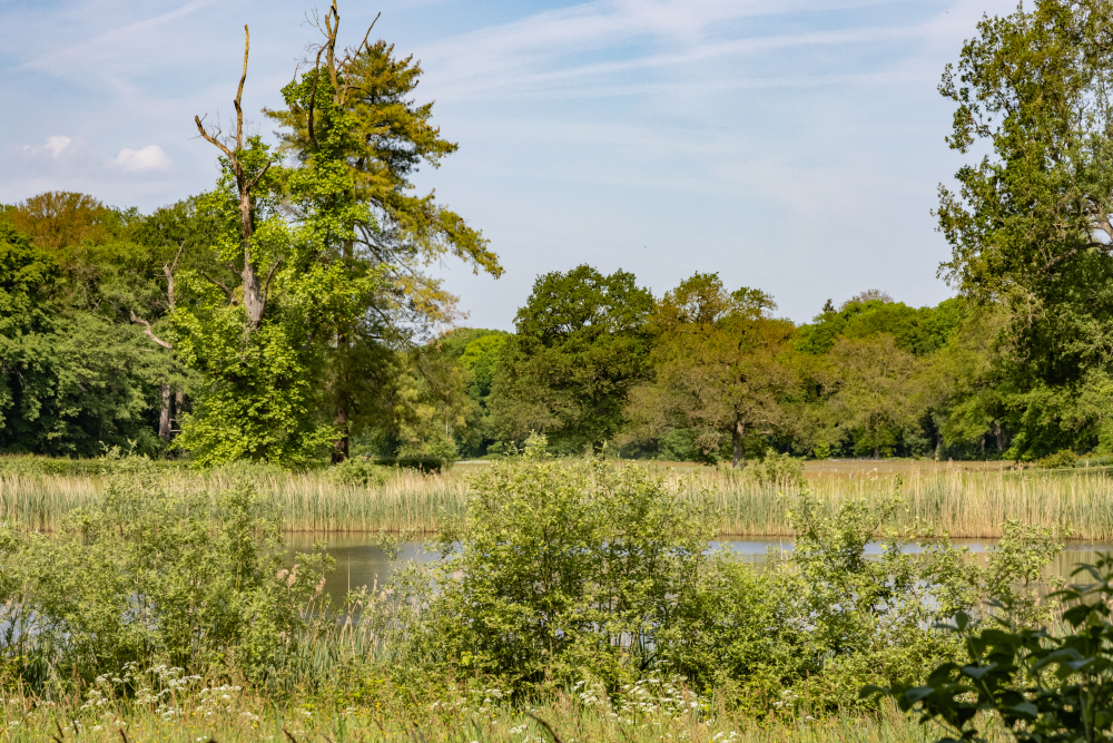 Landgoed Smalenbroek met kwijnende beuk