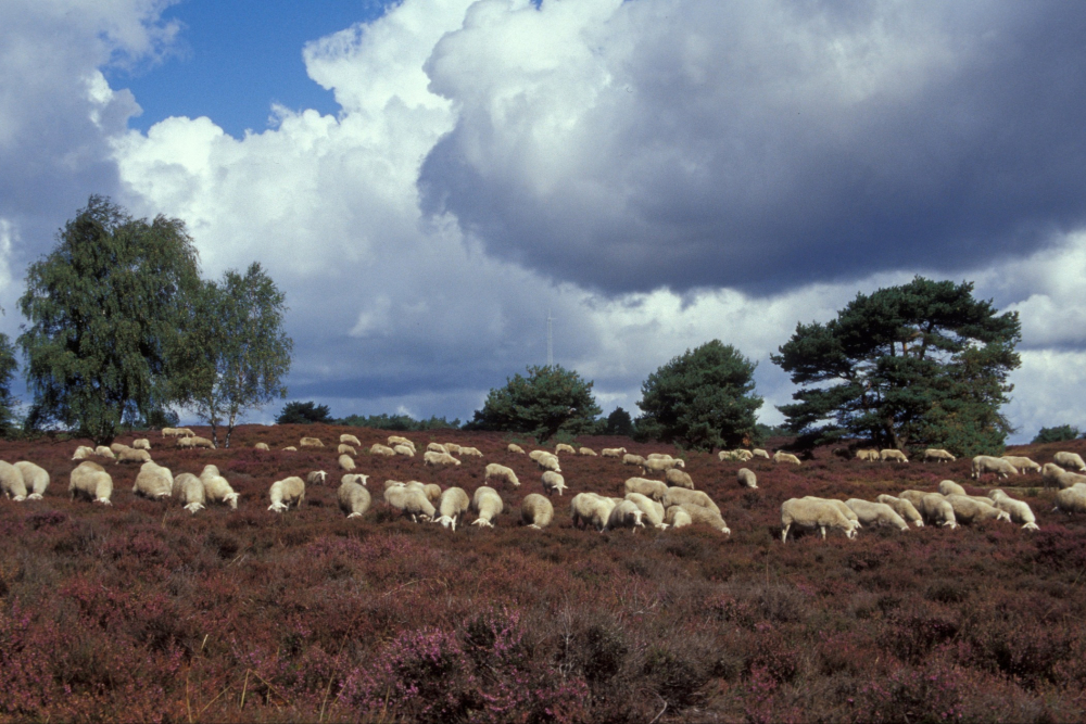 Schaapskudde Archemerberg
