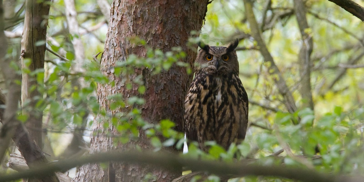 oehoe, Jacob van der Weele