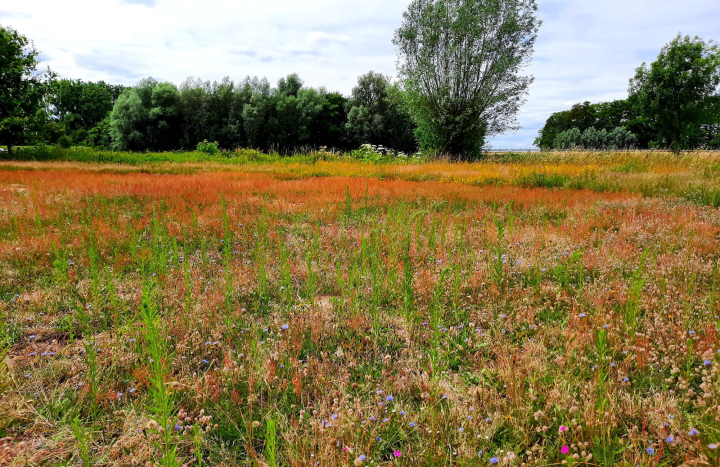 Natuurontwikkeling Buitenlanden Langenholte, zomer 2022