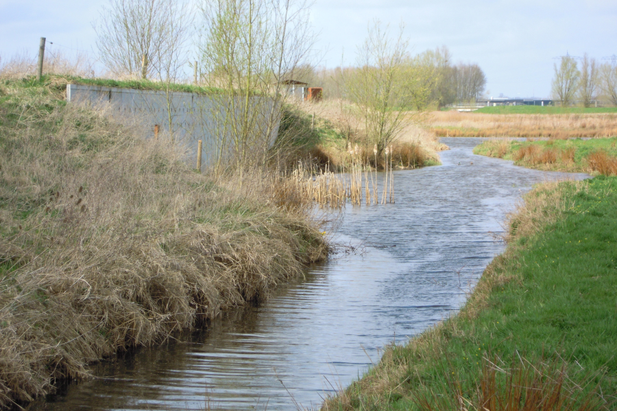 Oeverzwaluwwand, Sekdoorn