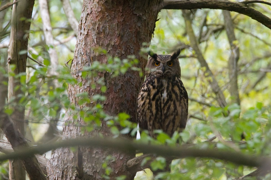 oehoe, Jacob van der Weele
