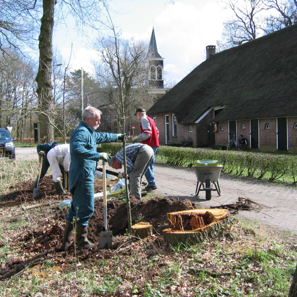 Boompjes planten bij de Wheem