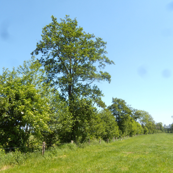 Elzensingel Landschap Overijssel