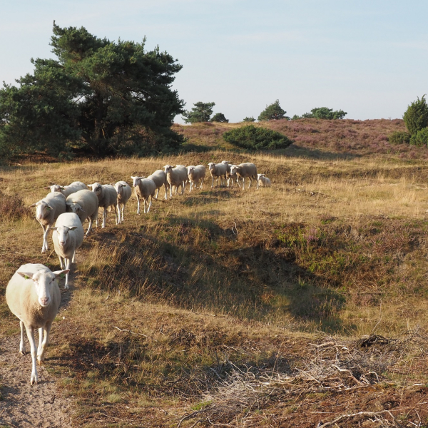 Zomer op de Lemelerberg, schaapskudde